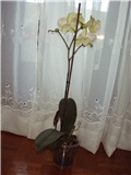 slika orhideje2